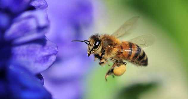 10 erstaunliche Fakten über Honigbienen