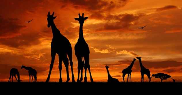 10 faszinierende Fakten über Giraffen