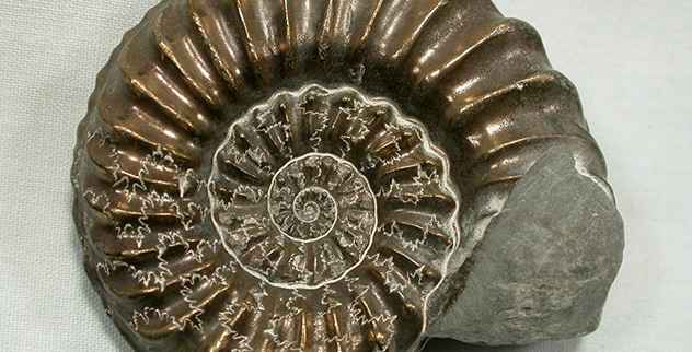 10 falsch identifizierte Fossilien