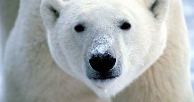 11 coole Fakten über Eisbären