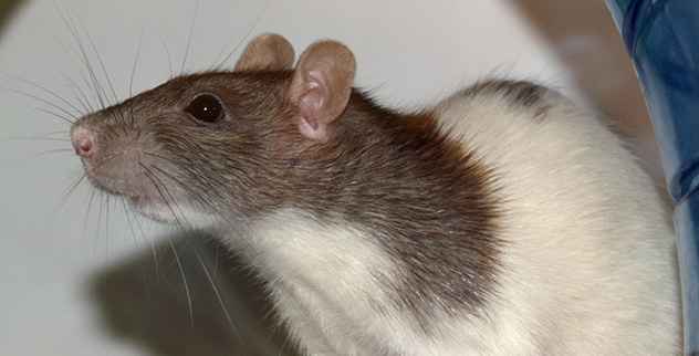 Top 10 faszinierende Fakten über Ratten