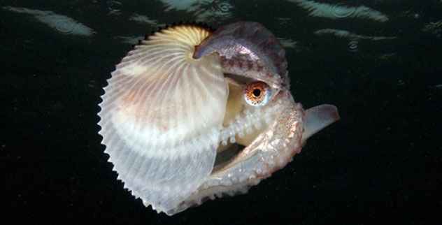 10 unglaublich seltsame Aphalopoden