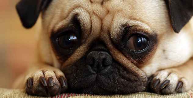 10 erschreckende Fakten zur professionellen Hunderzucht