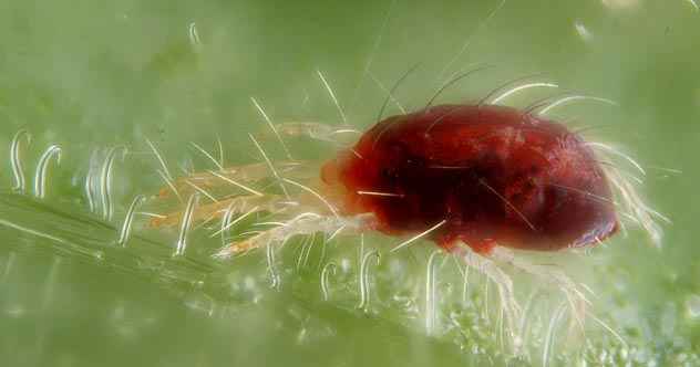 10 erstaunliche Wege Kreaturen verteidigen sich gegen Parasiten