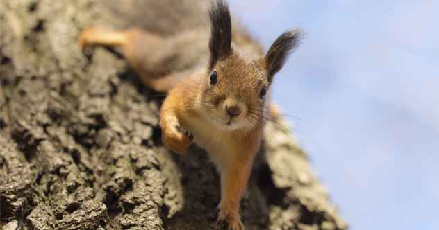 10 nussige Fakten über Eichhörnchen