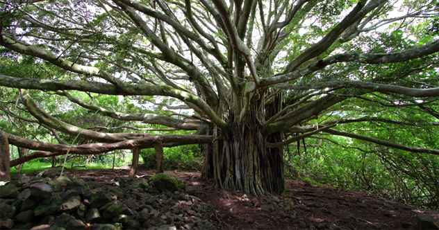10 erstaunliche Legenden mythologischer Bäume