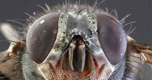 10 überraschend menschliche Merkmale in Insekten gefunden