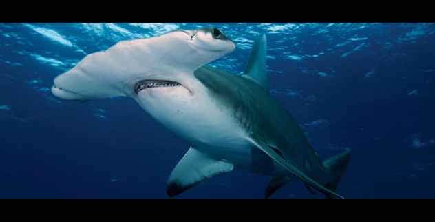 Top 10 tiburones increíbles