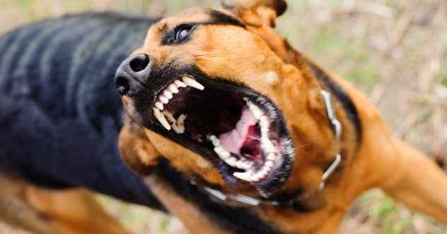 10 schreckliche Zeiten Hunde getötet Menschen