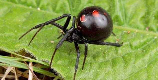 10 puntos de conversación fascinantes sobre arañas