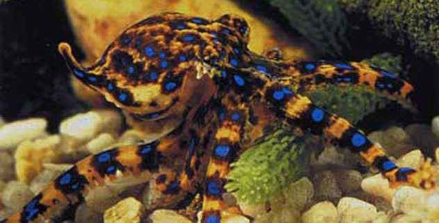 Top 15 criaturas de aguas profundas inusuales