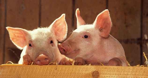 10 tolle Fakten über Schweine