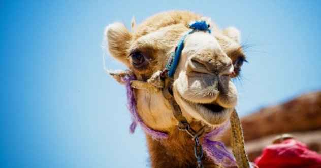 10 verrückte Fakten über Kamele