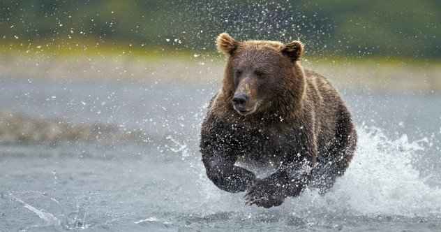 9 weitere neugierige Fakten über Bären