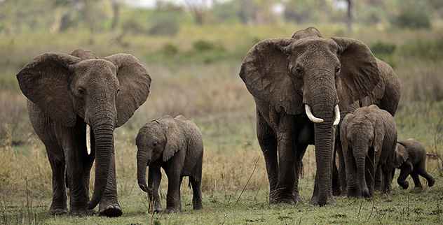 Top 10 Fakten über Elefanten